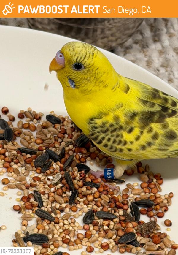 Found/Stray Male Bird last seen Carson Elementary School Park, San Diego, CA 92111