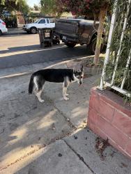 Found/Stray Male Dog last seen Ascot Ave and Latham St, Los Angeles, CA 90011