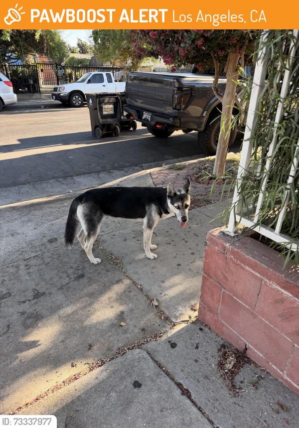 Found/Stray Male Dog last seen Ascot Ave and Latham St, Los Angeles, CA 90011