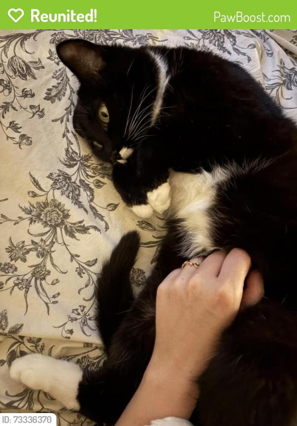 Reunited Female Cat last seen Near st sw calgary, Calgary, AB T2R 0J1