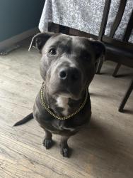 Reunited Male Dog last seen Near lockwood and grove, Skokie, IL 60077
