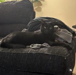 Reunited Male Cat last seen e joppa road, Perry Hall, MD 21236