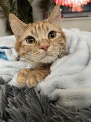 Reunited Male Cat last seen QFC, Everett, WA 98203