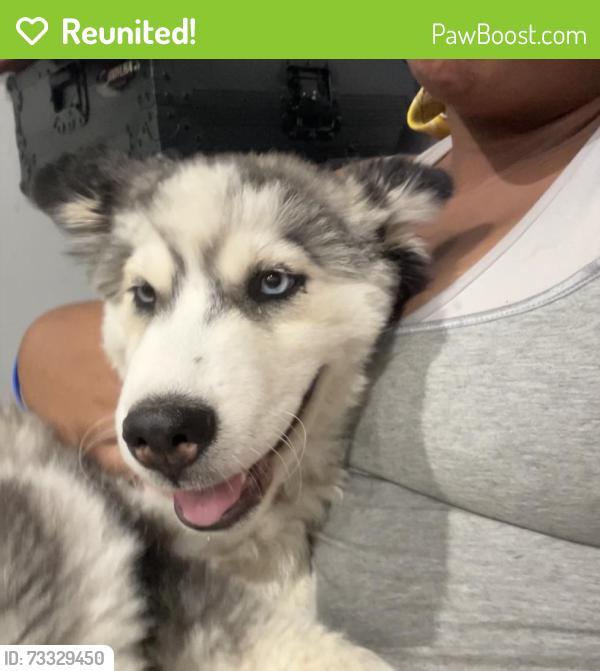 Reunited Female Dog last seen Mulberry, Baltimore, MD 21223