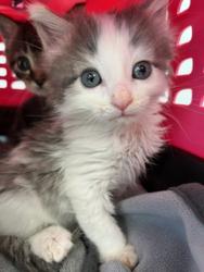 Shelter Stray Male Cat last seen Near Judson Street, San Diego, CA, 92111, 5500 Gaines St, San Diego, CA 92110, USA