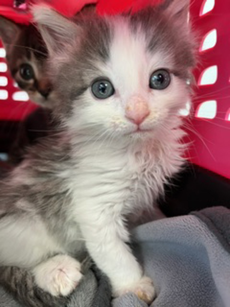 Shelter Stray Male Cat last seen Near Judson Street, San Diego, CA, 92111, 5500 Gaines St, San Diego, CA 92110, USA