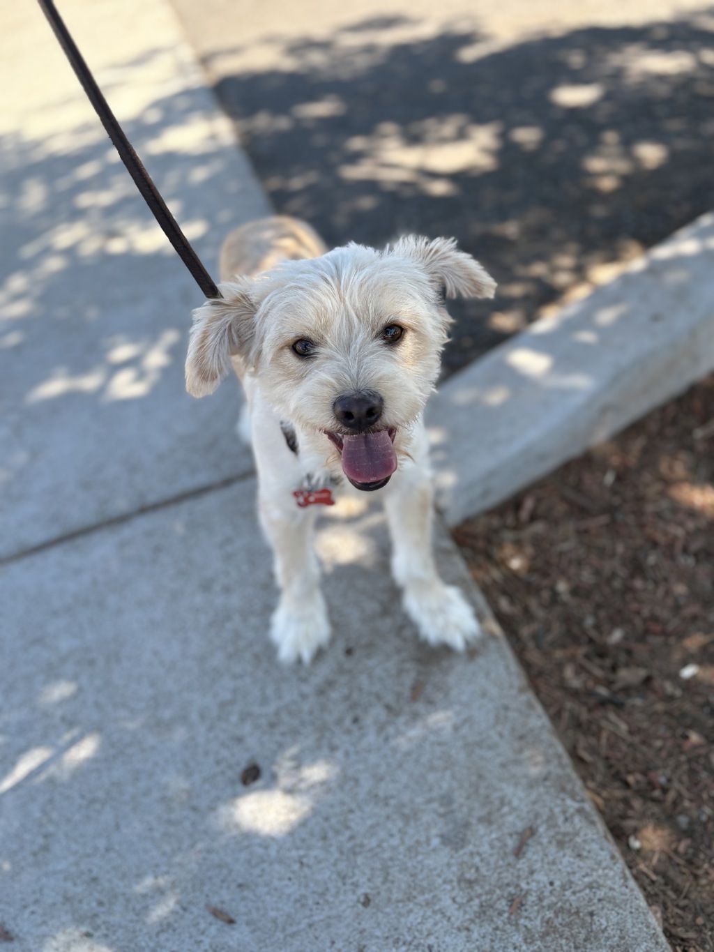 Shelter Stray Male Dog last seen Near Chamoune Avenue, San Diego, CA, 92115, 5500 Gaines St, San Diego, CA 92110, USA