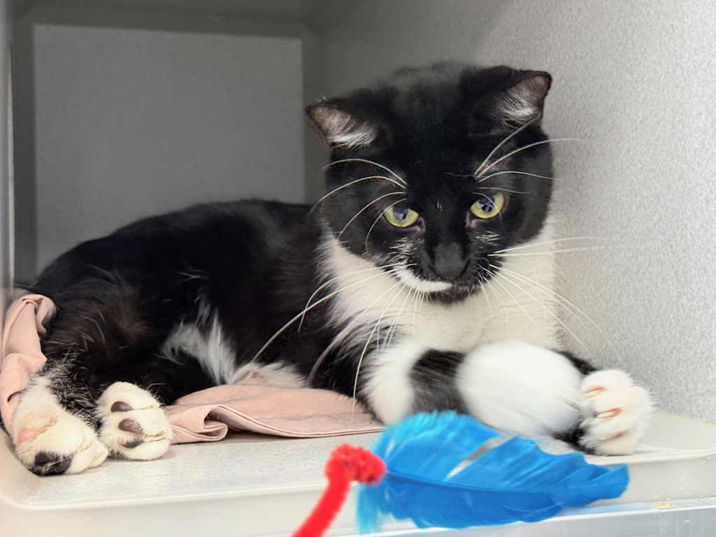 Shelter Stray Female Cat last seen Near Paladino Avenue, NEW YORK, NY, 10035, 326 E 110th St, New York, NY 10029, USA