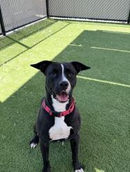 Shelter Stray Female Dog last seen Near Soledad Road, San Diego, CA, 92109, 5500 Gaines St, San Diego, CA 92110, USA