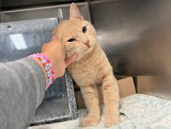 Shelter Stray Male Cat last seen Near Story Avenue, BRONX, NY, 10473, 326 E 110th St, New York, NY 10029, USA