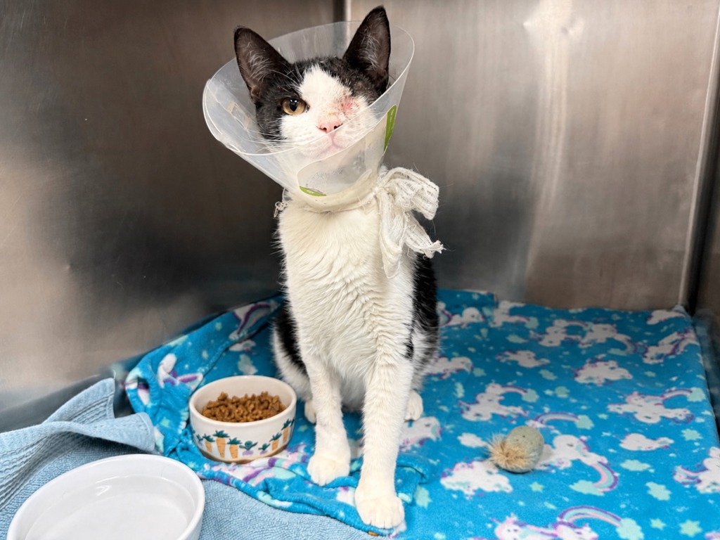 Shelter Stray Female Cat last seen found on 1st floor hallway of 217 W 62nd Street, NEW YORK, NY, 10023, 326 E 110th St, New York, NY 10029, USA