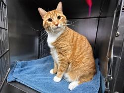 Shelter Stray Male Cat last seen Van Courtlandt Park, BRONX, NY, 10471, 326 E 110th St, New York, NY 10029, USA