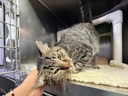 Shelter Stray Male Cat last seen BRONX, NY, 10461, 326 E 110th St, New York, NY 10029, USA