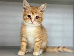 Shelter Stray Male Cat last seen Near 266 Drive, BRONX, NY, 10466, 326 E 110th St, New York, NY 10029, USA
