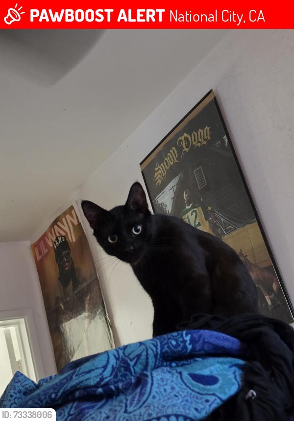 Lost Male Cat last seen Near e 16th national city, National City, CA 91950