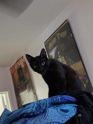 Lost Male Cat last seen Near e 16th national city, National City, CA 91950
