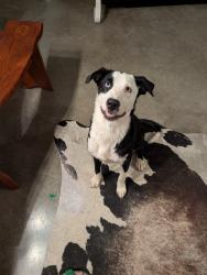 Found/Stray Unknown Dog last seen Off of 1886 between 3325 and 730 in front of the longhorn operation, Azle, TX 76020