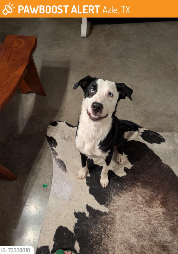 Found/Stray Unknown Dog last seen Off of 1886 between 3325 and 730 in front of the longhorn operation, Azle, TX 76020