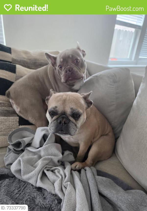 Reunited Female Dog last seen Near River Rd, New Braunfels, TX 78132, USA, New Braunfels, TX 78132