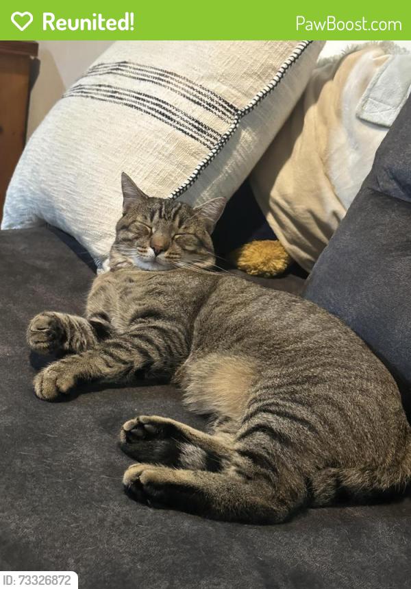 Reunited Male Cat last seen Near bayberry St, Lancaster, PA 17603