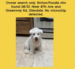 Found/Stray Unknown Dog last seen 67th Ave and Greenway Rd, Glendale, AZ 85306