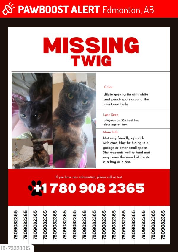 Lost Female Cat last seen 36th St near abbotsfield school, Edmonton, AB 