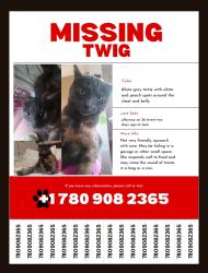 Lost Female Cat last seen 36th St near abbotsfield school, Edmonton, AB 