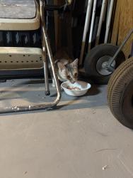 Found/Stray Unknown Cat last seen Sunrise Villas II & III, Paradise, NV 89121