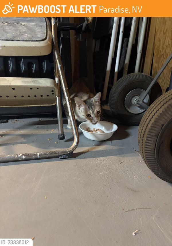 Found/Stray Unknown Cat last seen Sunrise Villas II & III, Paradise, NV 89121