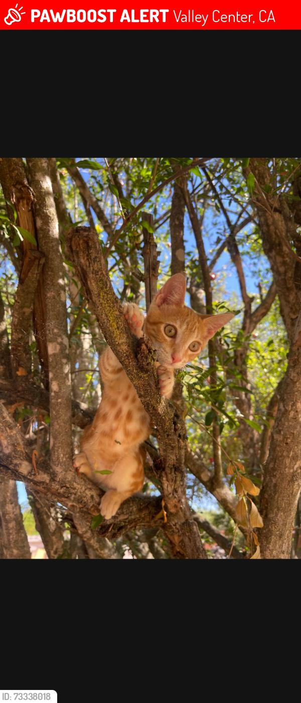 Lost Male Cat last seen stargaze/fruitvale rd, Valley Center, CA 92082