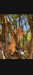 Lost Male Cat last seen stargaze/fruitvale rd, Valley Center, CA 92082