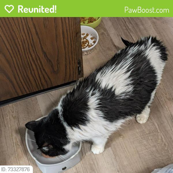 Reunited Female Cat last seen Park Meadows Dr & Michigan Ave., Waverly, MI 48917