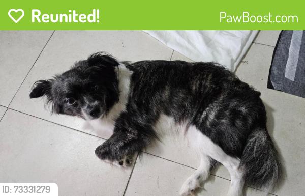 Reunited Female Dog last seen Greynolds Park; North Miami Beach, North Miami Beach, FL 33160