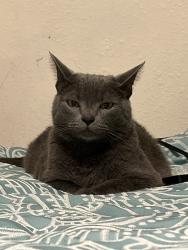 Lost Male Cat last seen Cedarwood Avenue, McMinnville, OR 97128