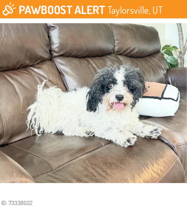 Found/Stray Male Dog last seen Near South, Taylorsville, UT 84123