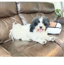 Found/Stray Male Dog last seen Near South, Taylorsville, UT 84123