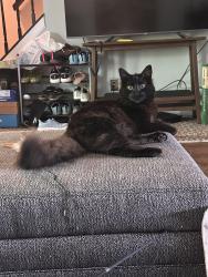 Lost Male Cat last seen Backyard at 1 Powderview court, Perry Hall, MD 21236