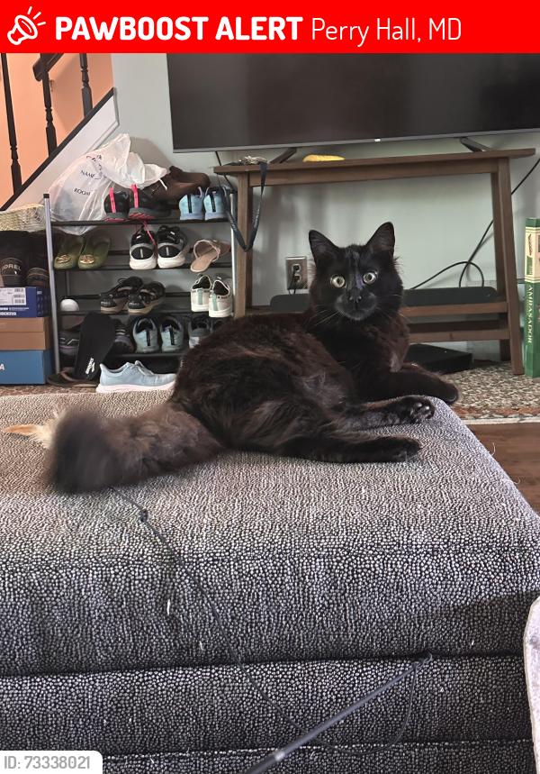 Lost Male Cat last seen Backyard at 1 Powderview court, Perry Hall, MD 21236