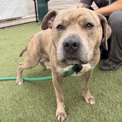 Shelter Stray Male Dog last seen , Animal Care & Control Team of Philly, 111 W Hunting Park Ave, Philadelphia, PA 19140, USA