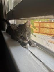 Reunited Female Cat last seen Sutter St & Hawk St, San Diego, CA 92103