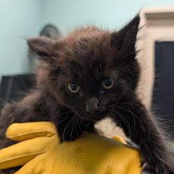 Shelter Stray Female Cat last seen , 2608 Center St, Tacoma, WA 98409, USA