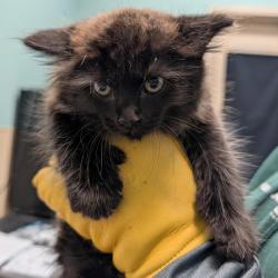 Shelter Stray Male Cat last seen , 2608 Center St, Tacoma, WA 98409, USA
