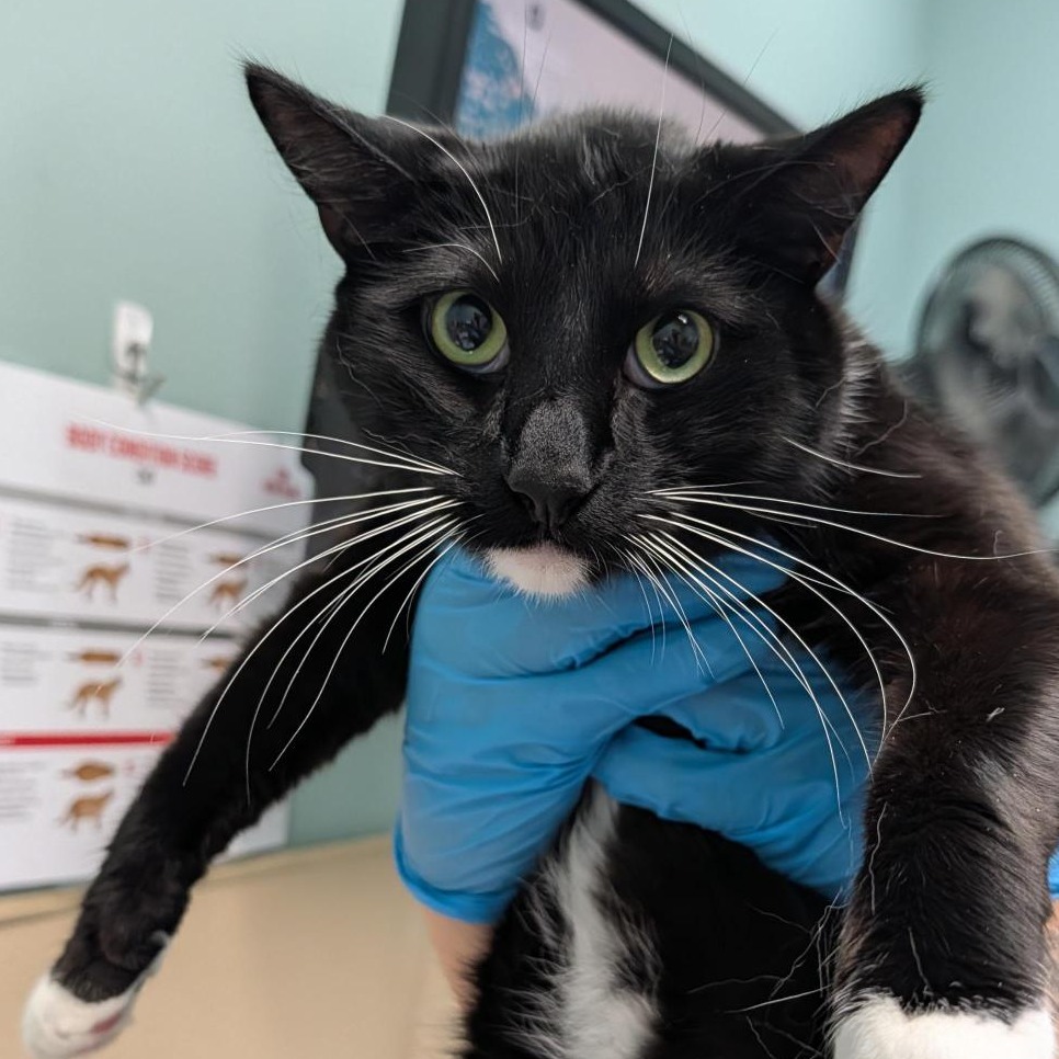 Shelter Stray Male Cat last seen , 2608 Center St, Tacoma, WA 98409, USA