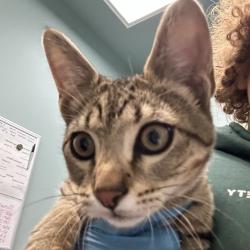 Shelter Stray Male Cat last seen , 2608 Center St, Tacoma, WA 98409, USA