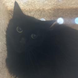 Shelter Stray Female Cat last seen , 2608 Center St, Tacoma, WA 98409, USA