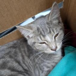 Shelter Stray Female Cat last seen , 2608 Center St, Tacoma, WA 98409, USA
