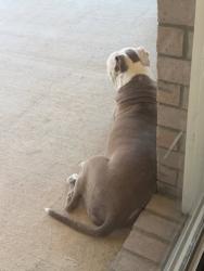 Found/Stray Female Dog last seen acacia ave and landry, Forney, TX 75126