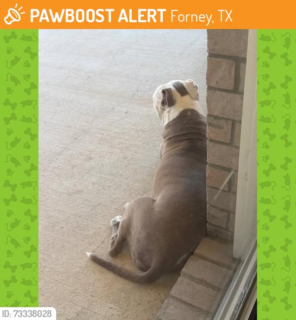 Found/Stray Female Dog last seen acacia ave and landry, Forney, TX 75126