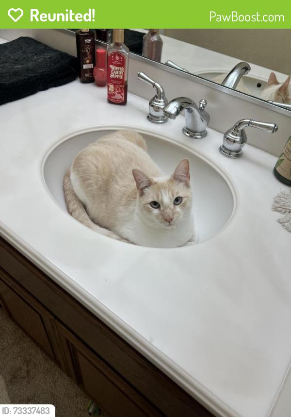 Reunited Female Cat last seen alabama, Huntington Beach, CA 92648