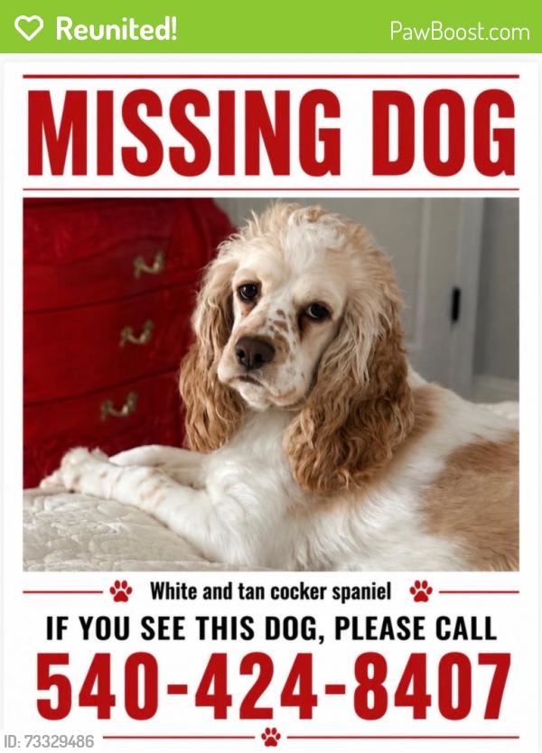 Reunited Female Dog last seen Jesse Lane, Ruther Glen, VA, Caroline County, VA 22546